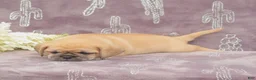 Puggle dogs for sale: Rita - Ad 5