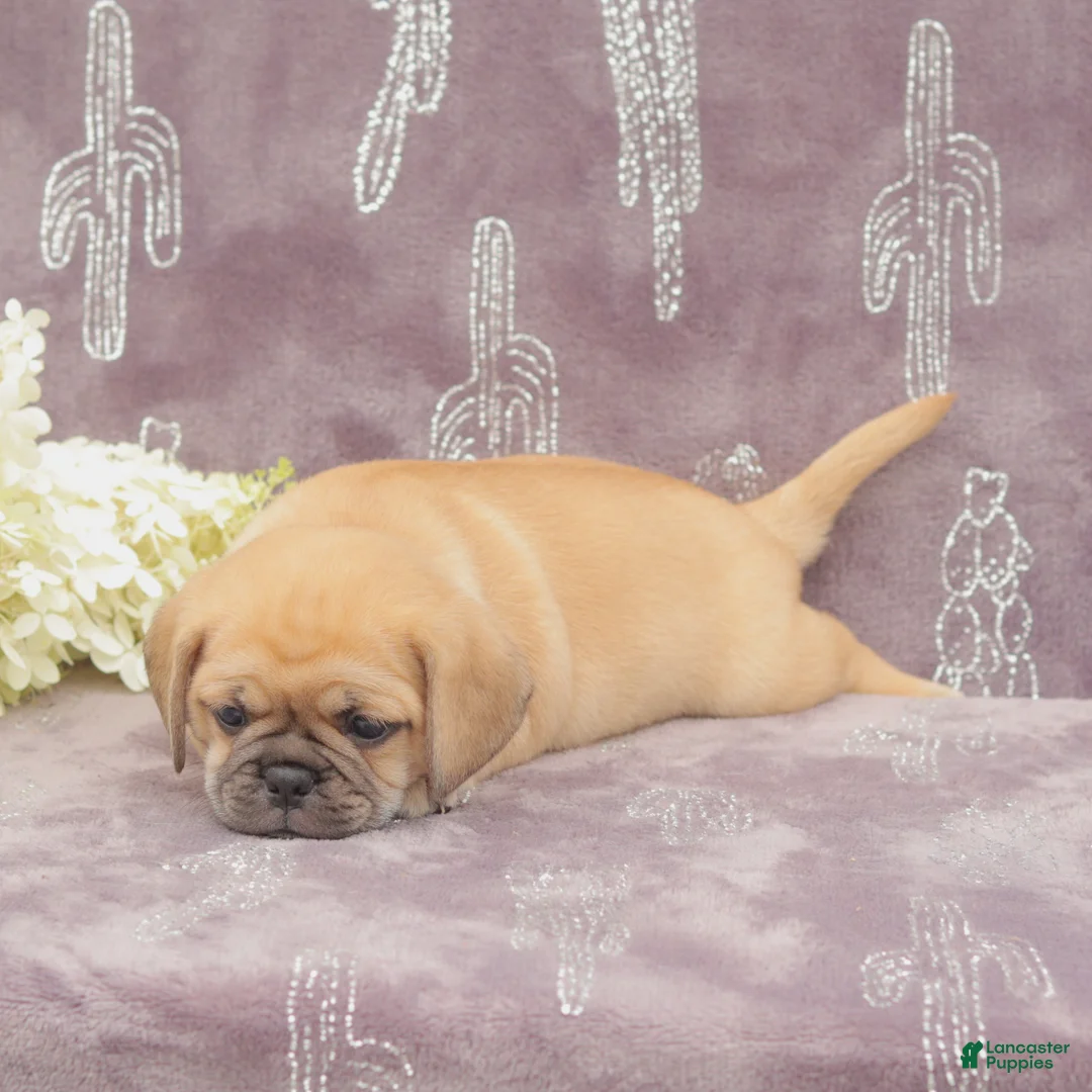 Puggle dogs for sale: Rita - Ad 5