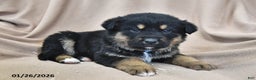 Mixed Breed dogs for sale: Ollie - Ad 2