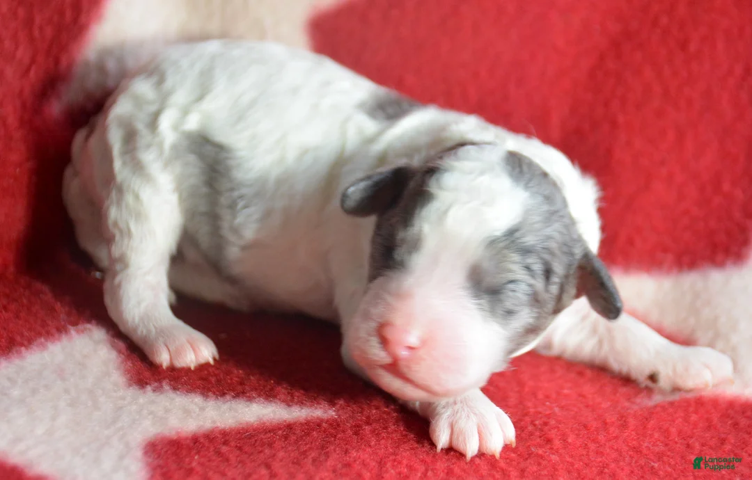 Mini Bernedoodle dogs for sale: Micro Bernedoodle Puppy 6 Bella - Ad 5