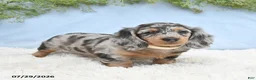 Miniature Dachshund dogs for sale: Tash - Ad 5