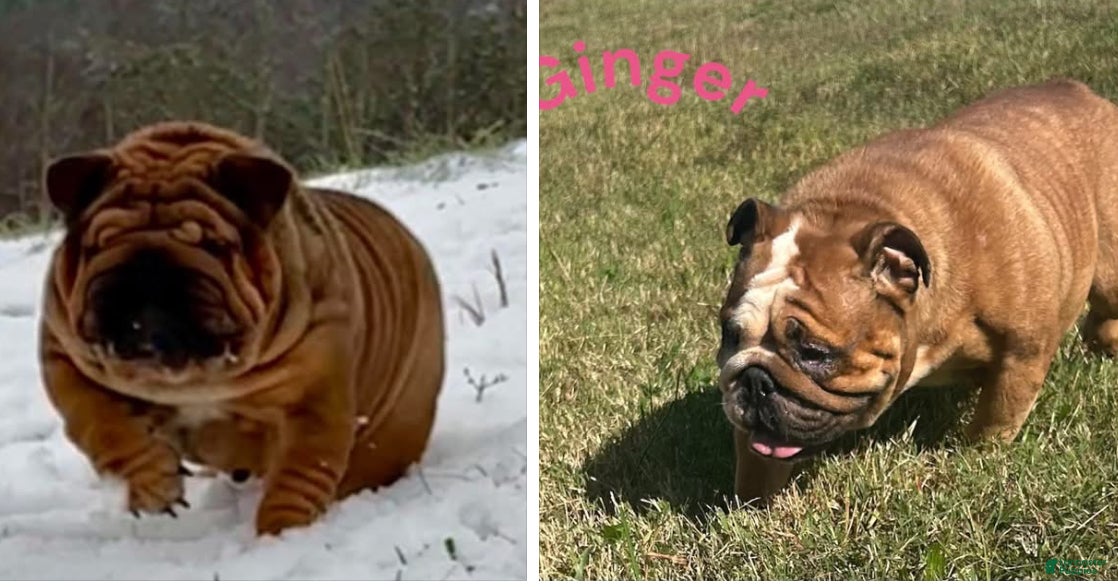 English Bulldog dogs English Bulldog Puppy 3 - Ad 6