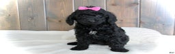 Mini Goldendoodle dogs for sale: Abby - Ad 8