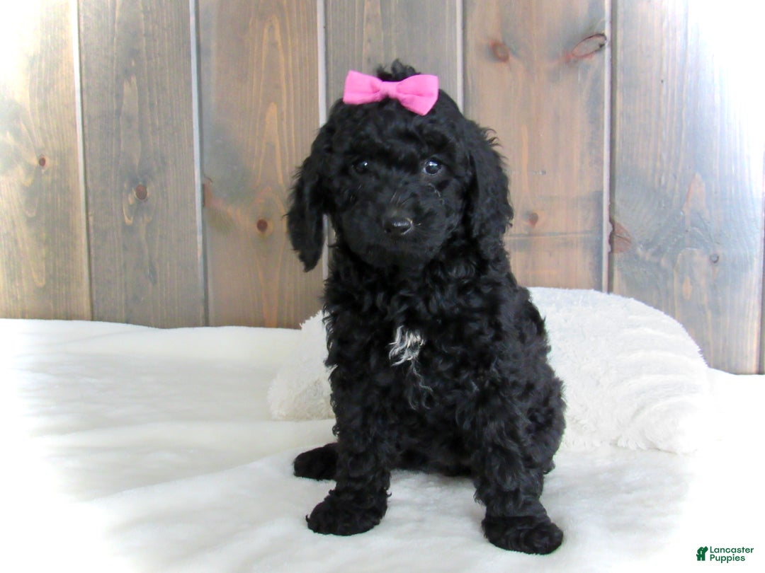 Mini Goldendoodle dogs for sale: Abby - Ad 8