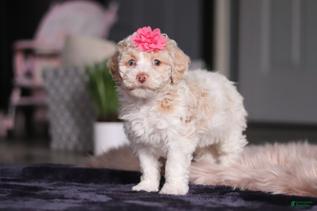 Miniature Poodle dogs for sale: Chloe - Ad 3