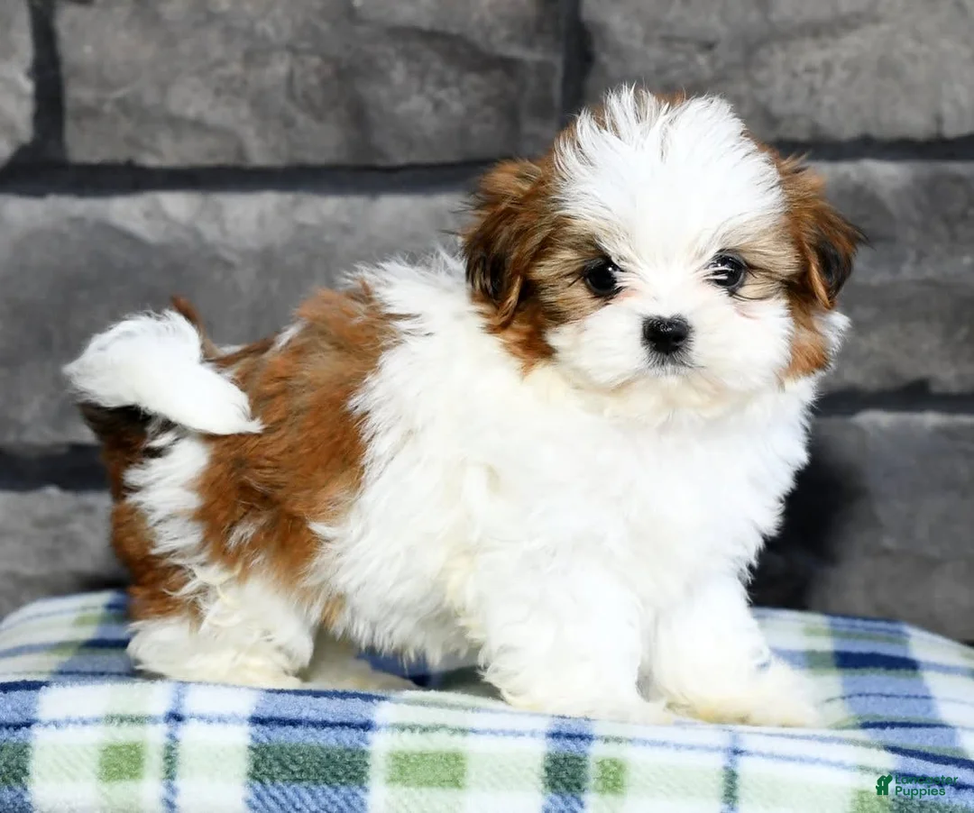 Gallery Image {{count}}