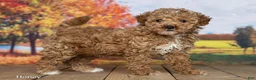 Mini Goldendoodle dogs for sale: Honey - Ad 3