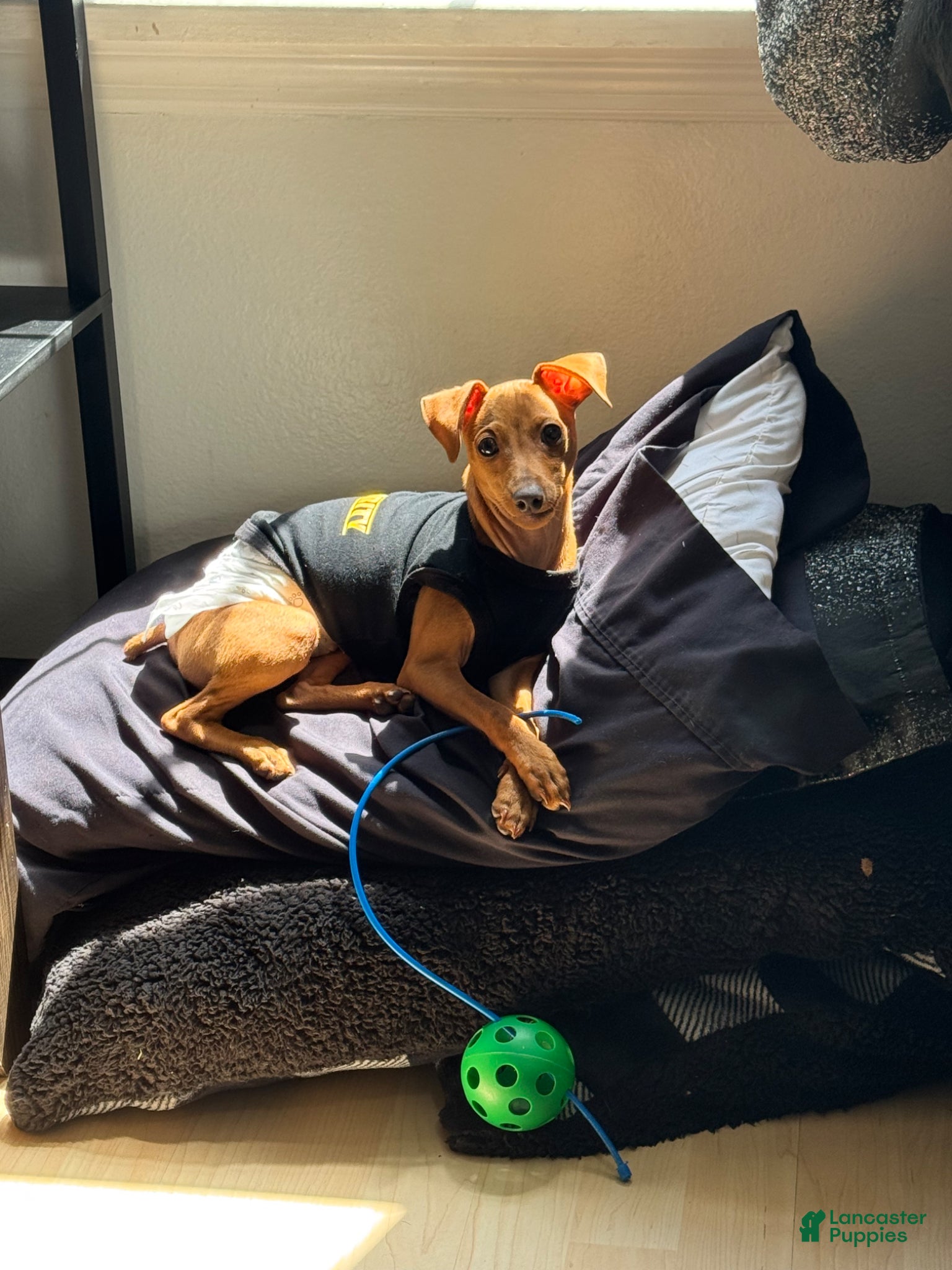 Miniature Pinscher dogs Miniature Pinscher Puppy 1 - Ad 1