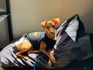 Miniature Pinscher dogs Miniature Pinscher Puppy 1 - Ad 38