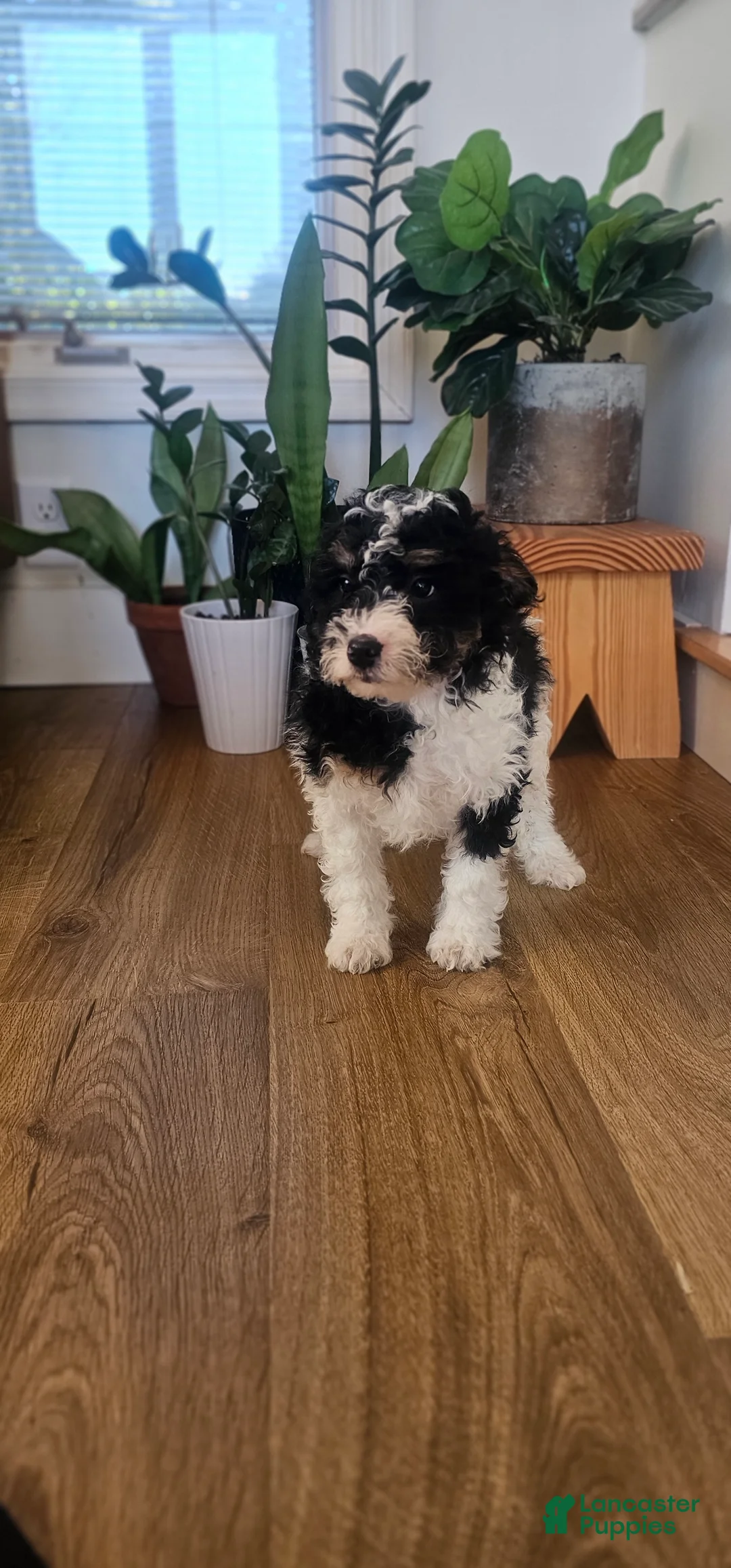 Mini Bernedoodle dogs for sale: Max - Ad 4