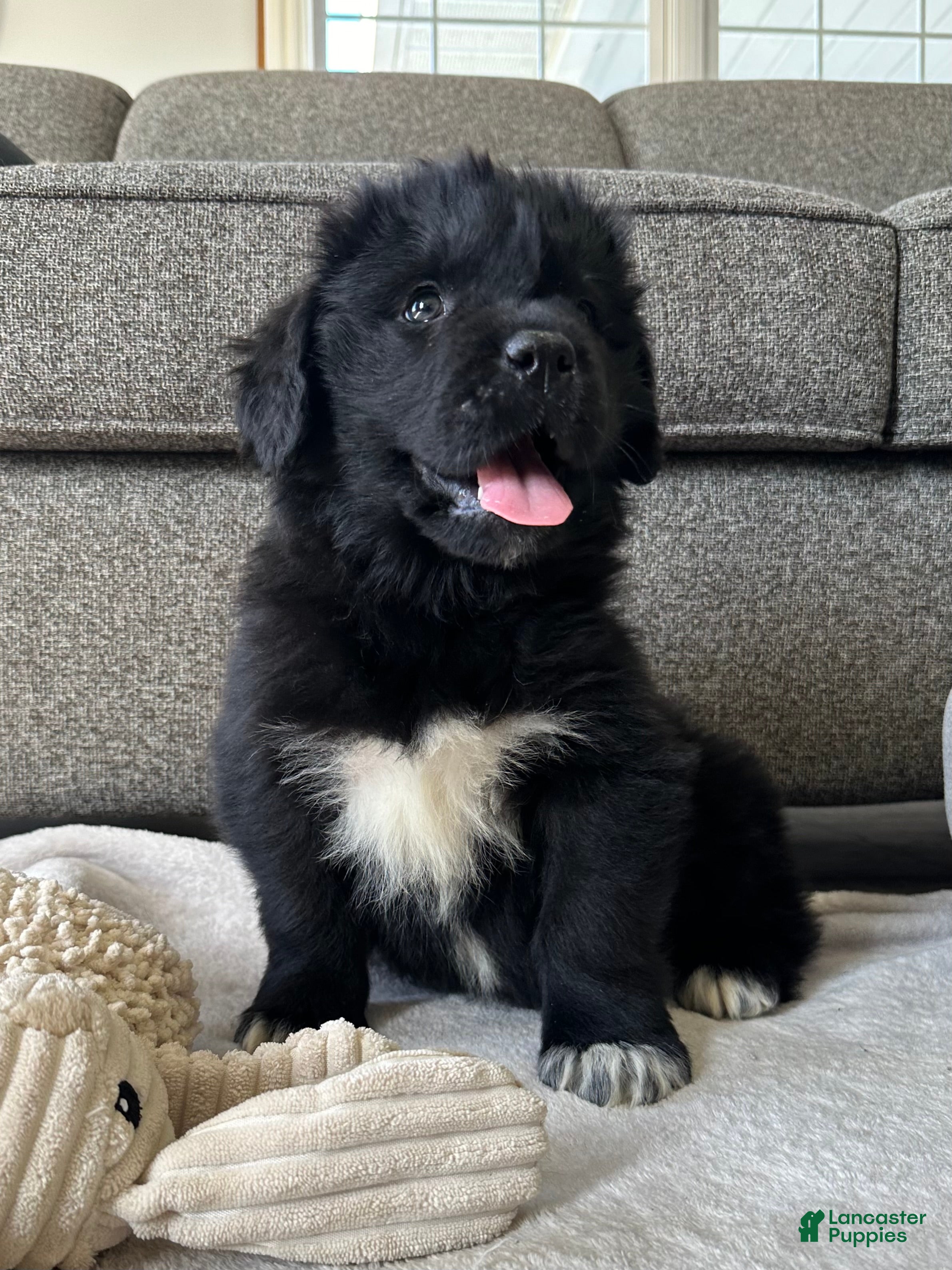 Newfoundland dogs OFA,AKC,CH, “Raine”  - Ad 1