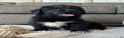 Newfoundland dogs for sale: OFA,AKC,CH, “Raine”  - Ad 1