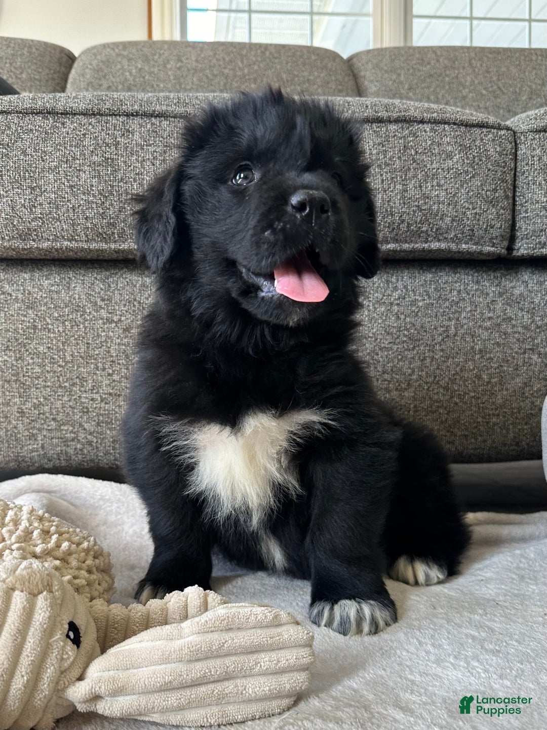 Newfoundland dogs for sale: OFA,AKC,CH, “Raine”  - Ad 1
