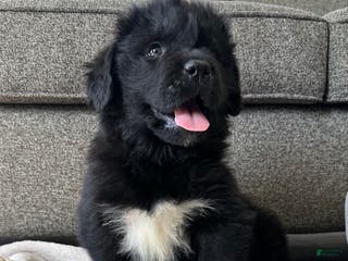 Newfoundland dogs OFA,AKC,CH, “Raine” - Ad 1