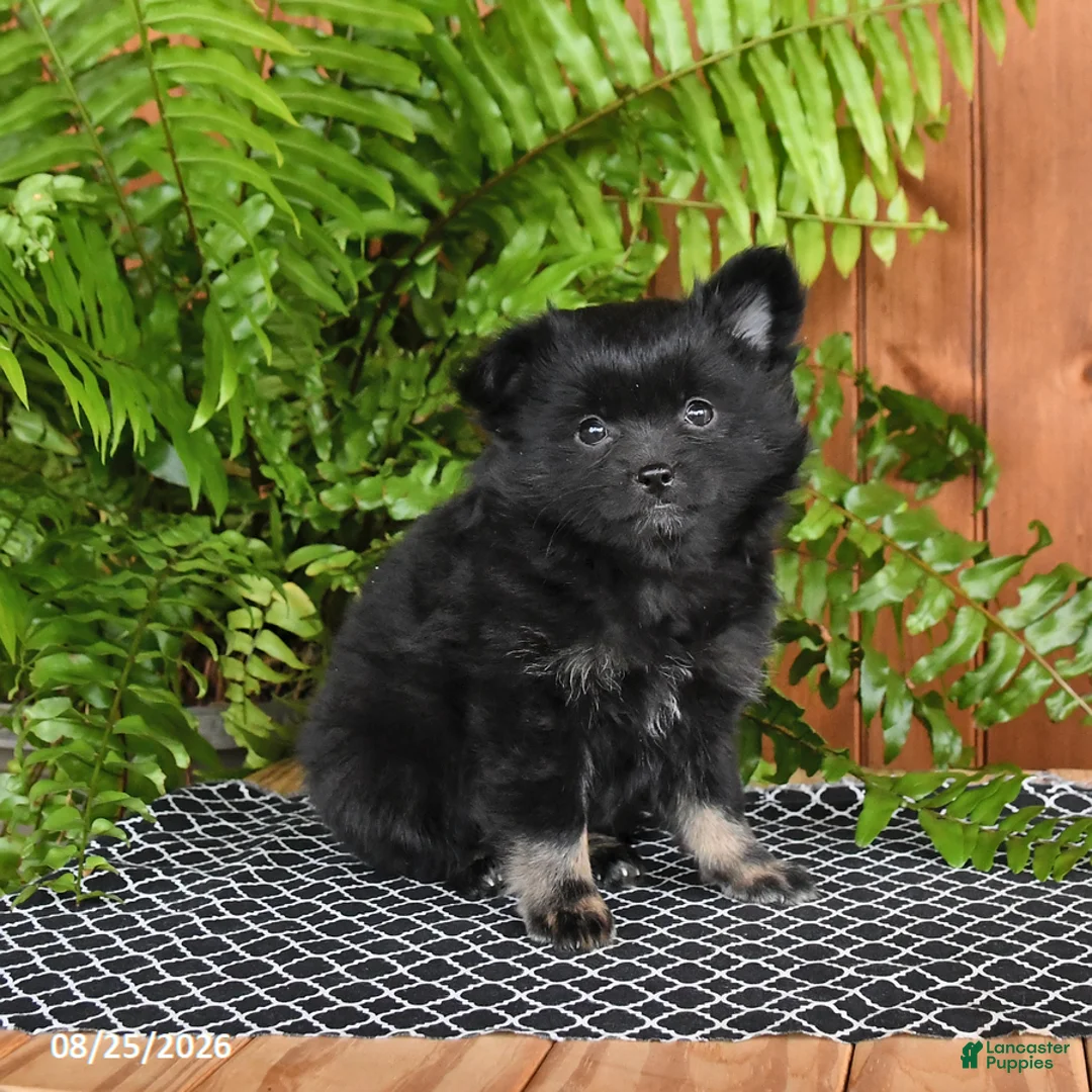 Mixed Breed dogs for sale: Penny - Ad 3