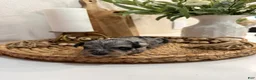 Miniature Schnauzer dogs for sale: Blueberry - Ad 4