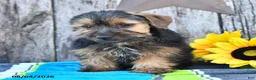 Yorkshire Terrier dogs for sale: Jack  - Ad 4
