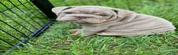 English Bulldog dogs for sale: ELMER - Ad 6