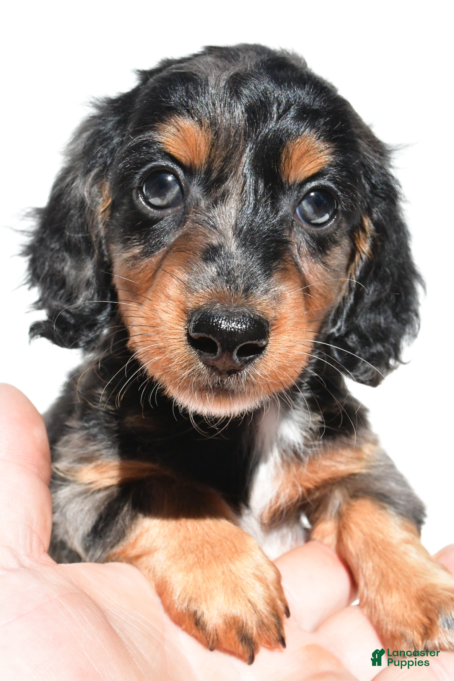 Dachshund dogs Molly - Ad 2
