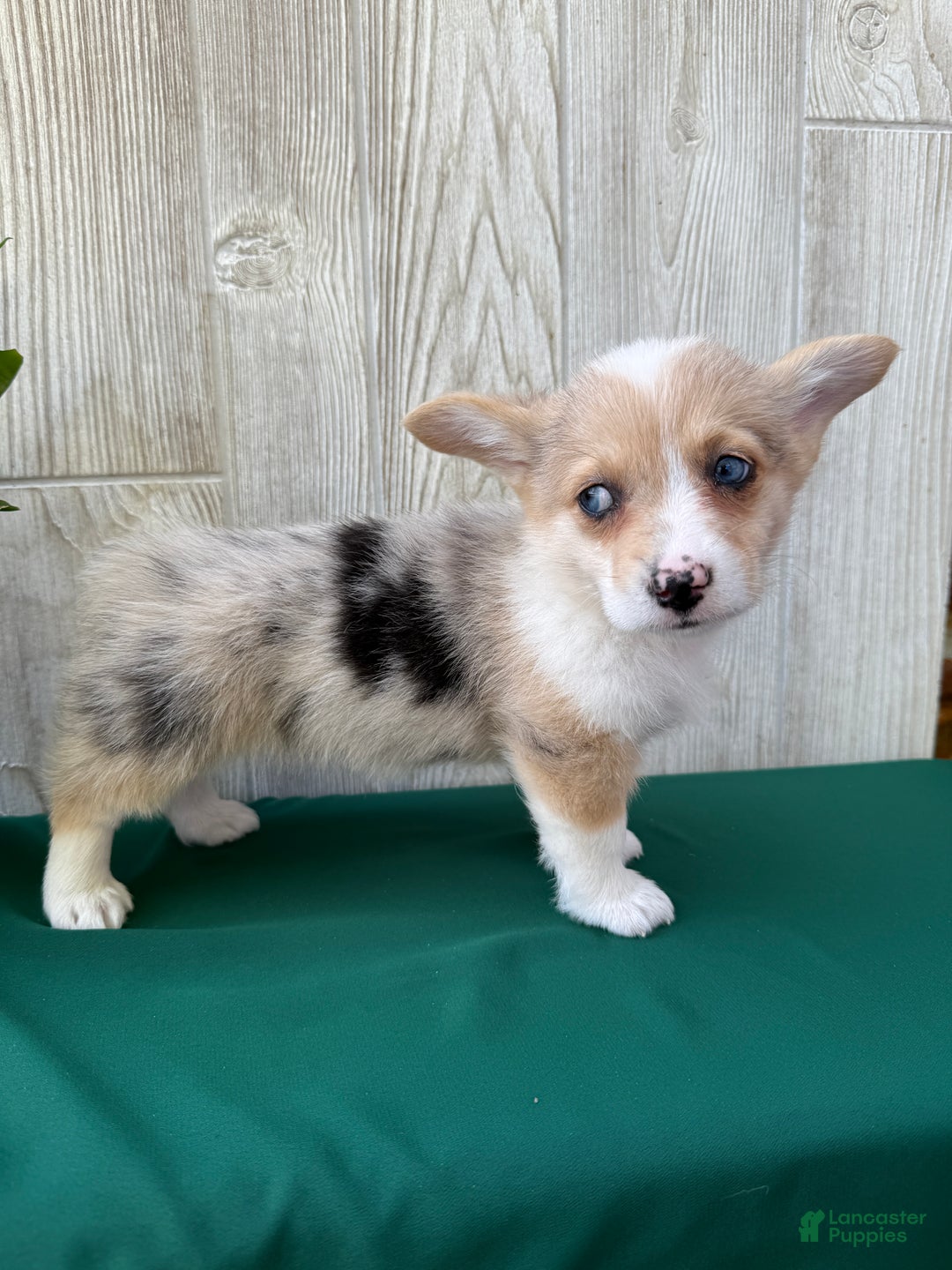 Welsh Corgi Pembroke dogs for sale: Jade - Ad 16