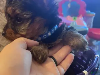Yorkshire Terrier dogs Yorkshire Terrier Puppy 2 - Ad 31