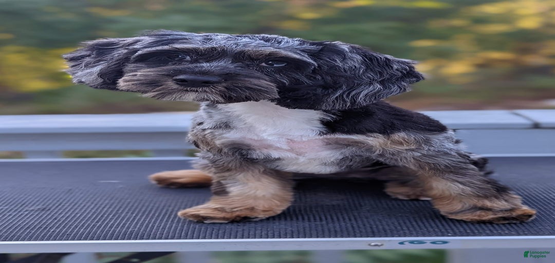 Gallery Image {{count}}