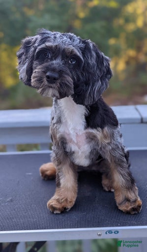 Gallery Image {{count}}