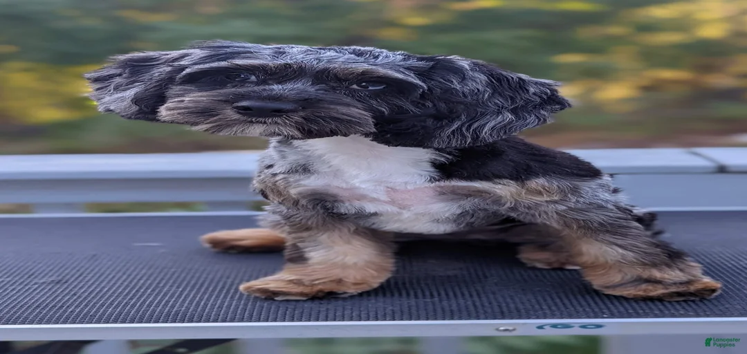 Gallery Image {{count}}