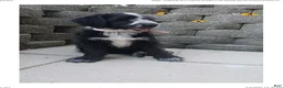 Mixed Breed dogs for sale: Molly - Ad 2