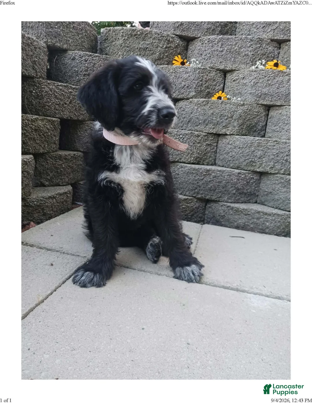 Mixed Breed dogs for sale: Molly - Ad 2