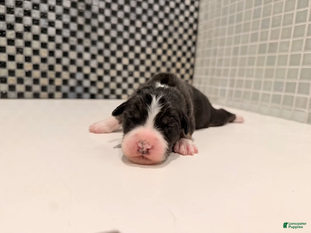 Australian Shepherd dogs for sale: Blaze - Ad 2