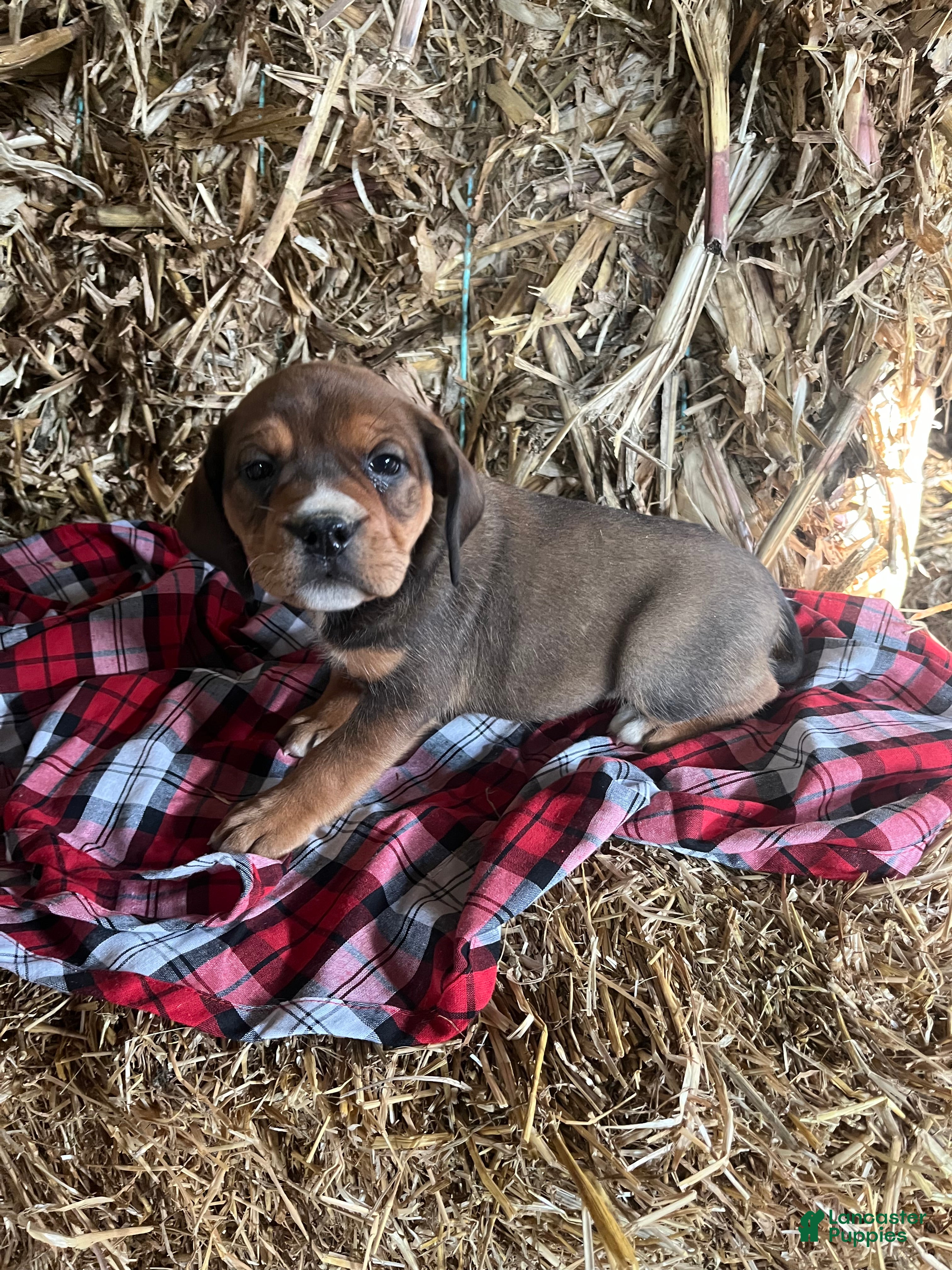 Mixed Breed dogs Patsy - Ad 2