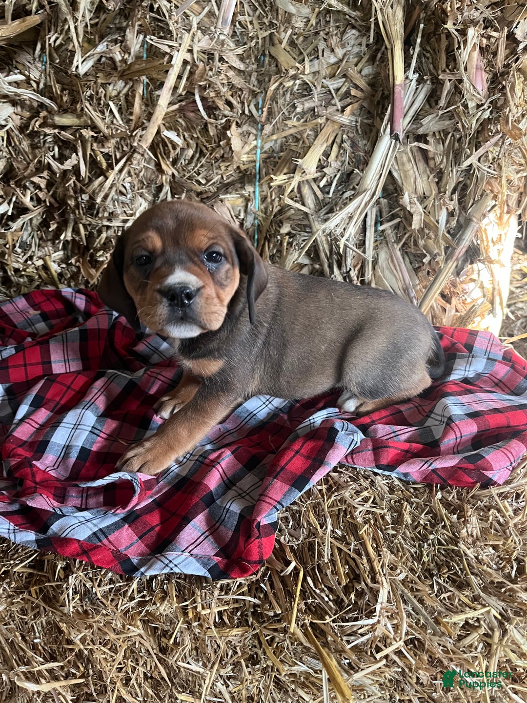 Mixed Breed dogs for sale: Patsy - Ad 2