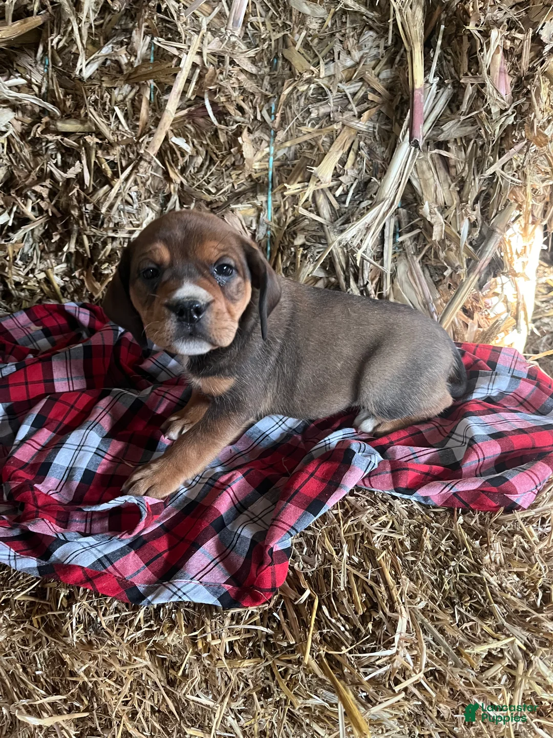 Mixed Breed dogs for sale: Patsy - Ad 2