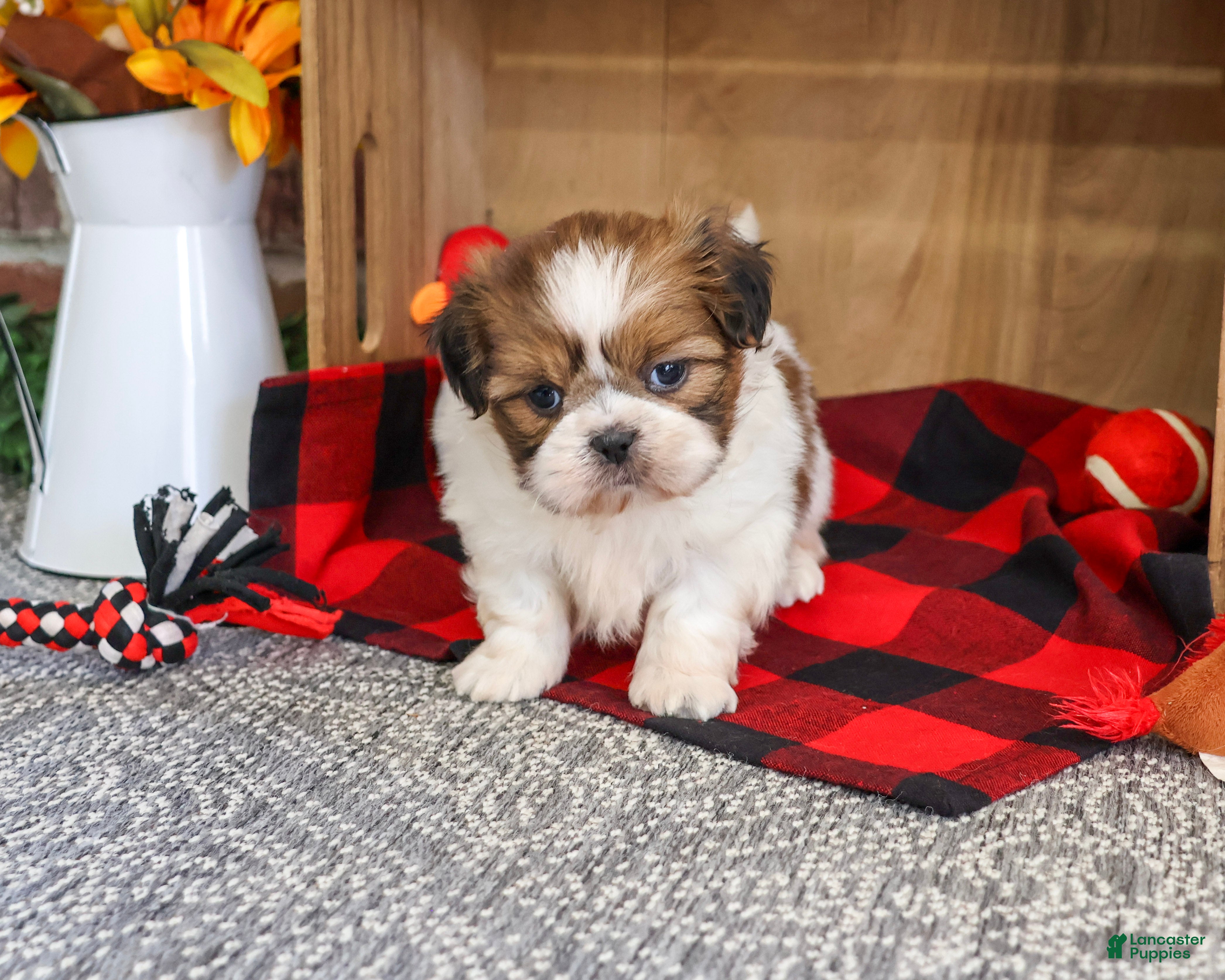 Shih Tzu dogs for sale: Jake - Ad 2