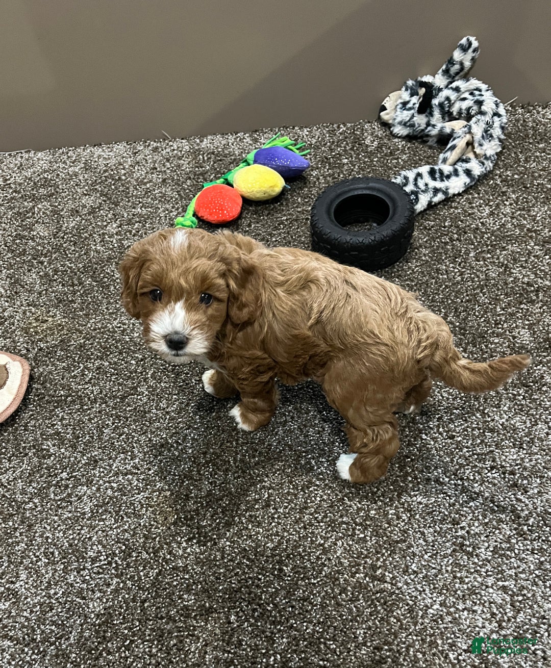 Mini Goldendoodle dogs for sale: Teddy - Ad 6