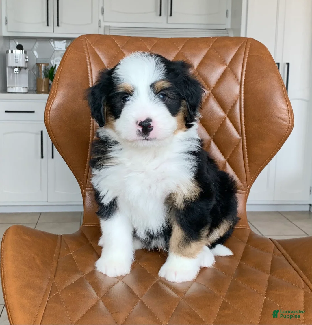 Bernedoodle dogs for sale: Chase - Ad 2