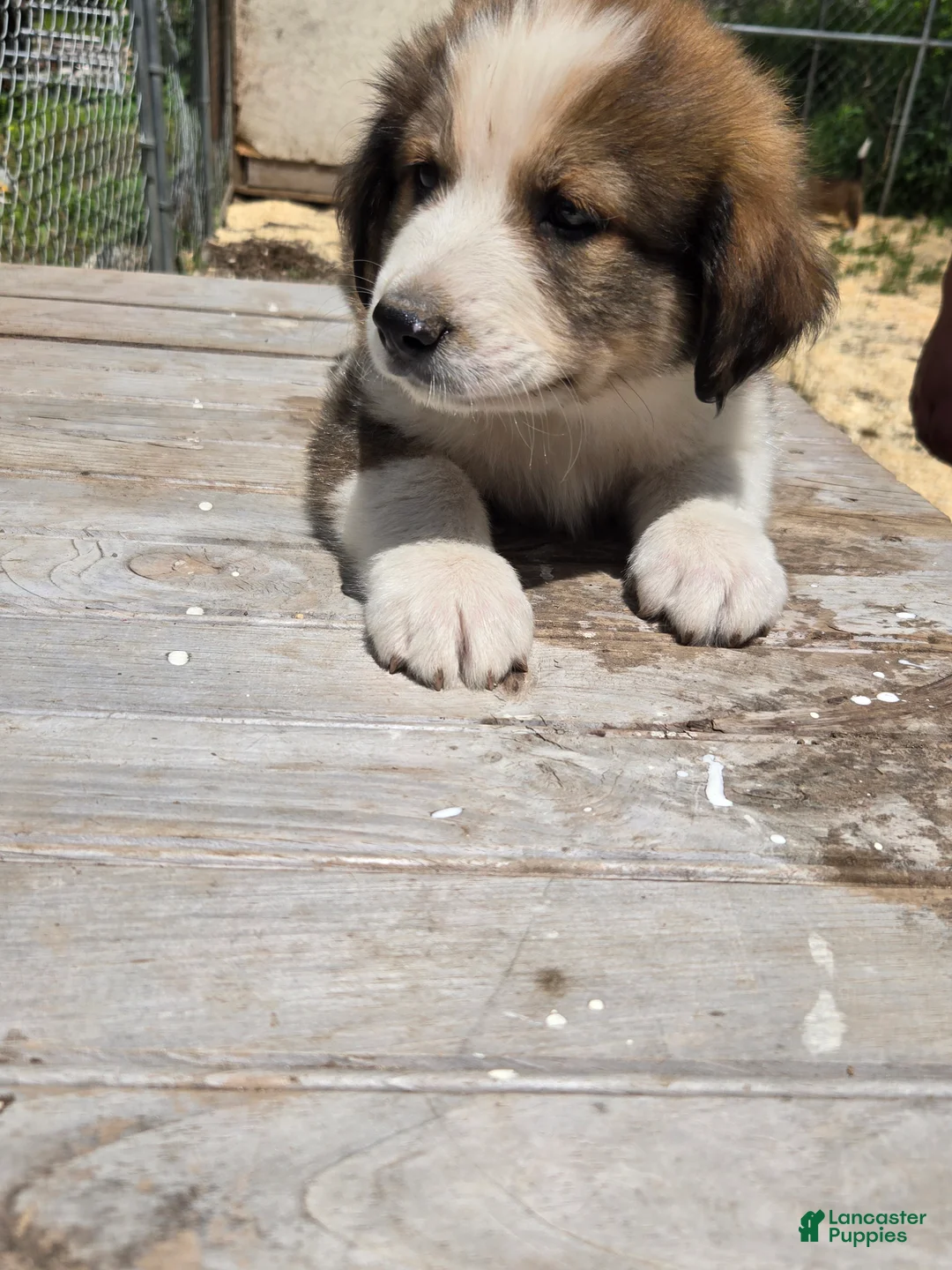 Mixed Breed dogs for sale: Dallas - Ad 2