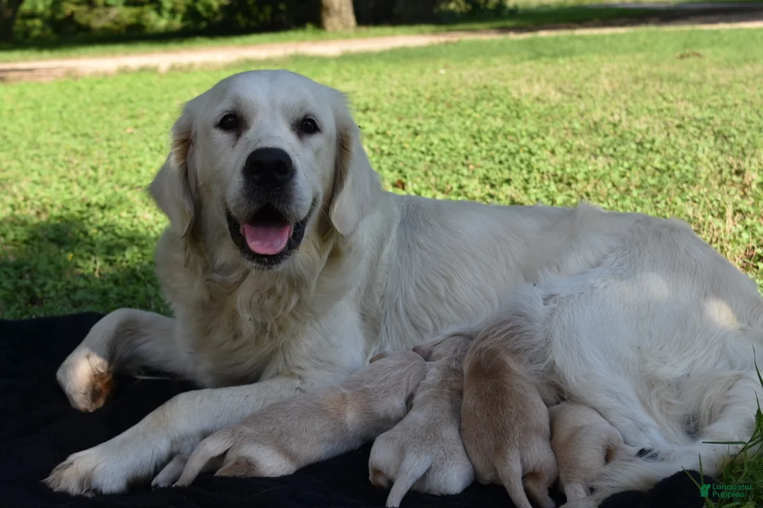 Golden Retriever dogs for sale: Golden Retriever 5 - Ad 2