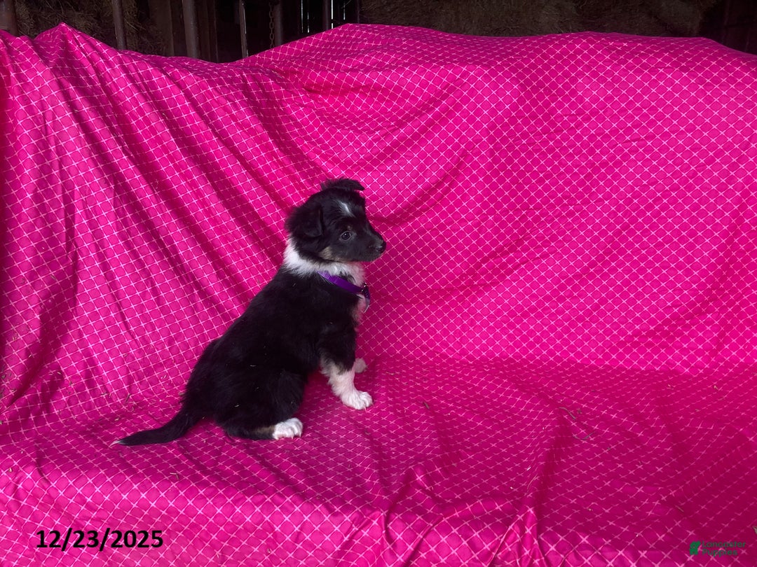 Mixed Breed dogs for sale: Gem  - Ad 5