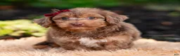 Yorkiepoo dogs for sale: Willywonka - Ad 6