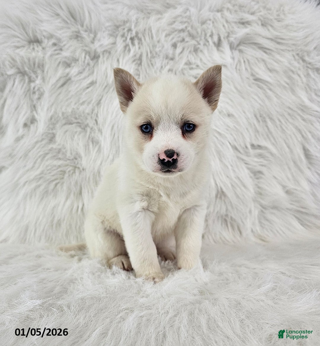 Pomsky dogs for sale: Ross - Ad 1