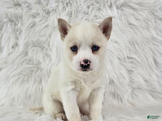 Pomsky dogs Ross - Ad 36