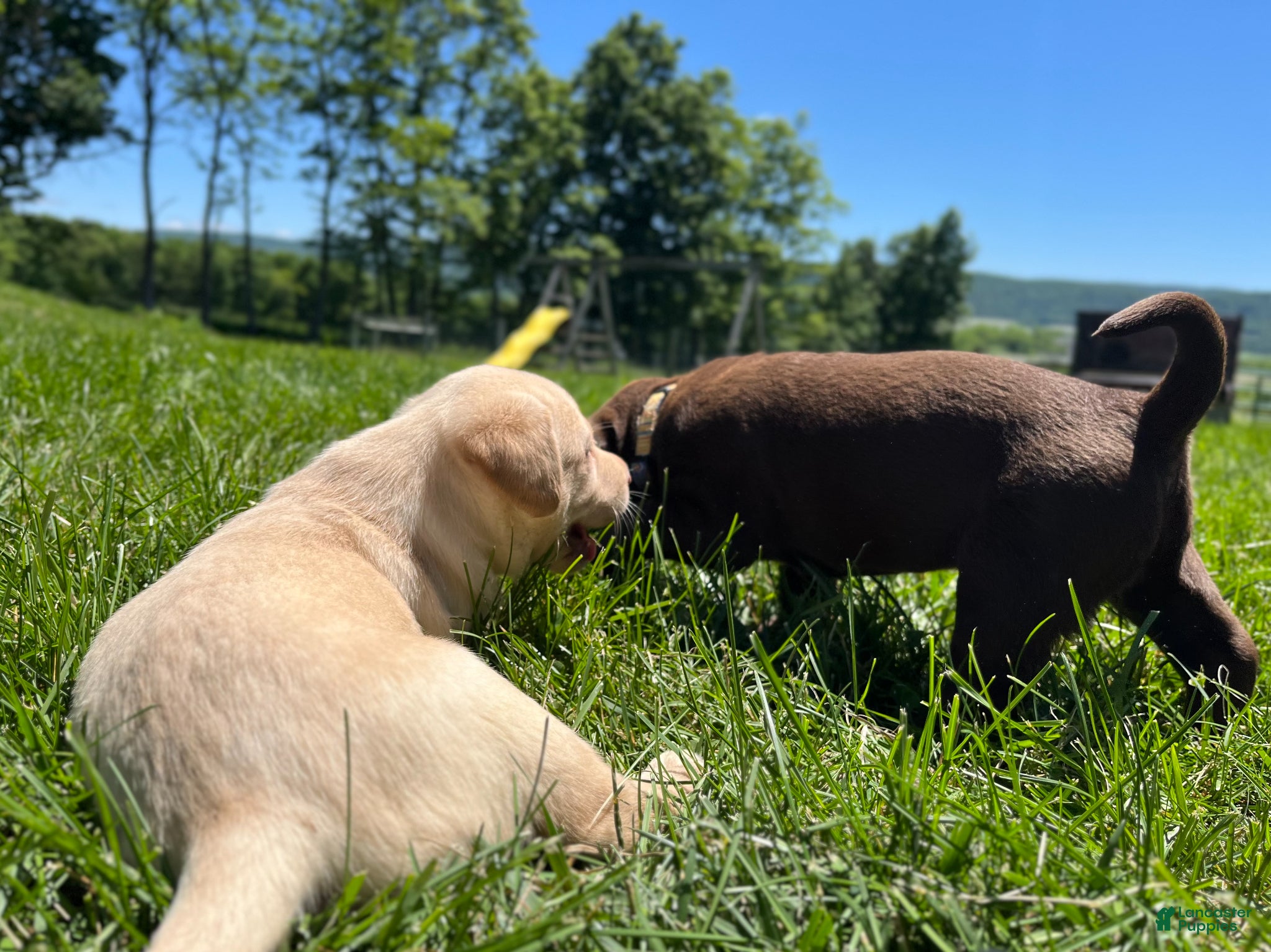 Labrador Retriever dogs for sale: Baylee - Ad 6
