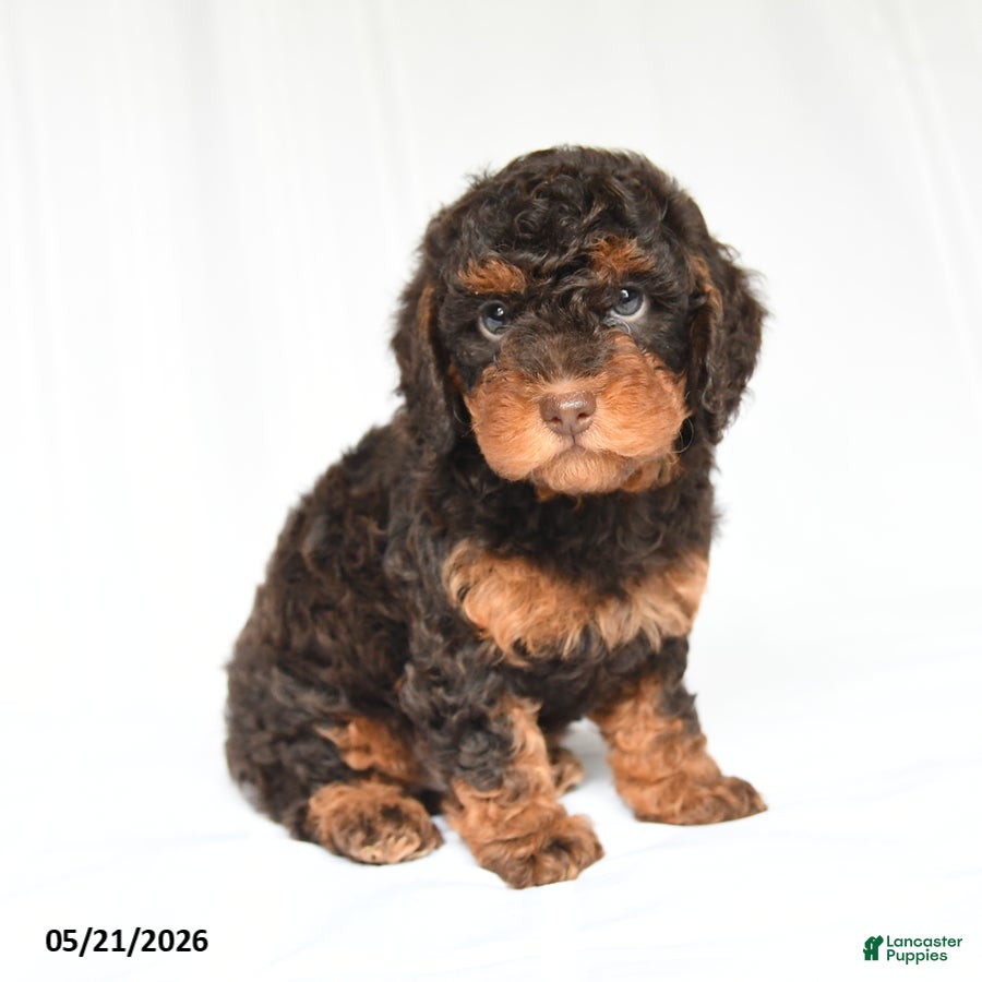 Toy Poodle dogs Korbin - Ad 1