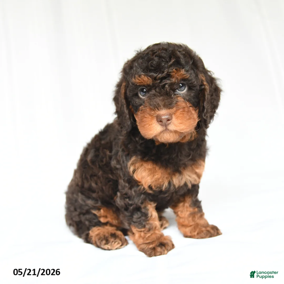 Toy Poodle dogs for sale: Korbin - Ad 1