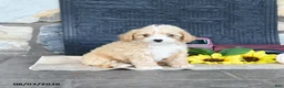 Maltipoo dogs for sale: Dawny - Ad 3