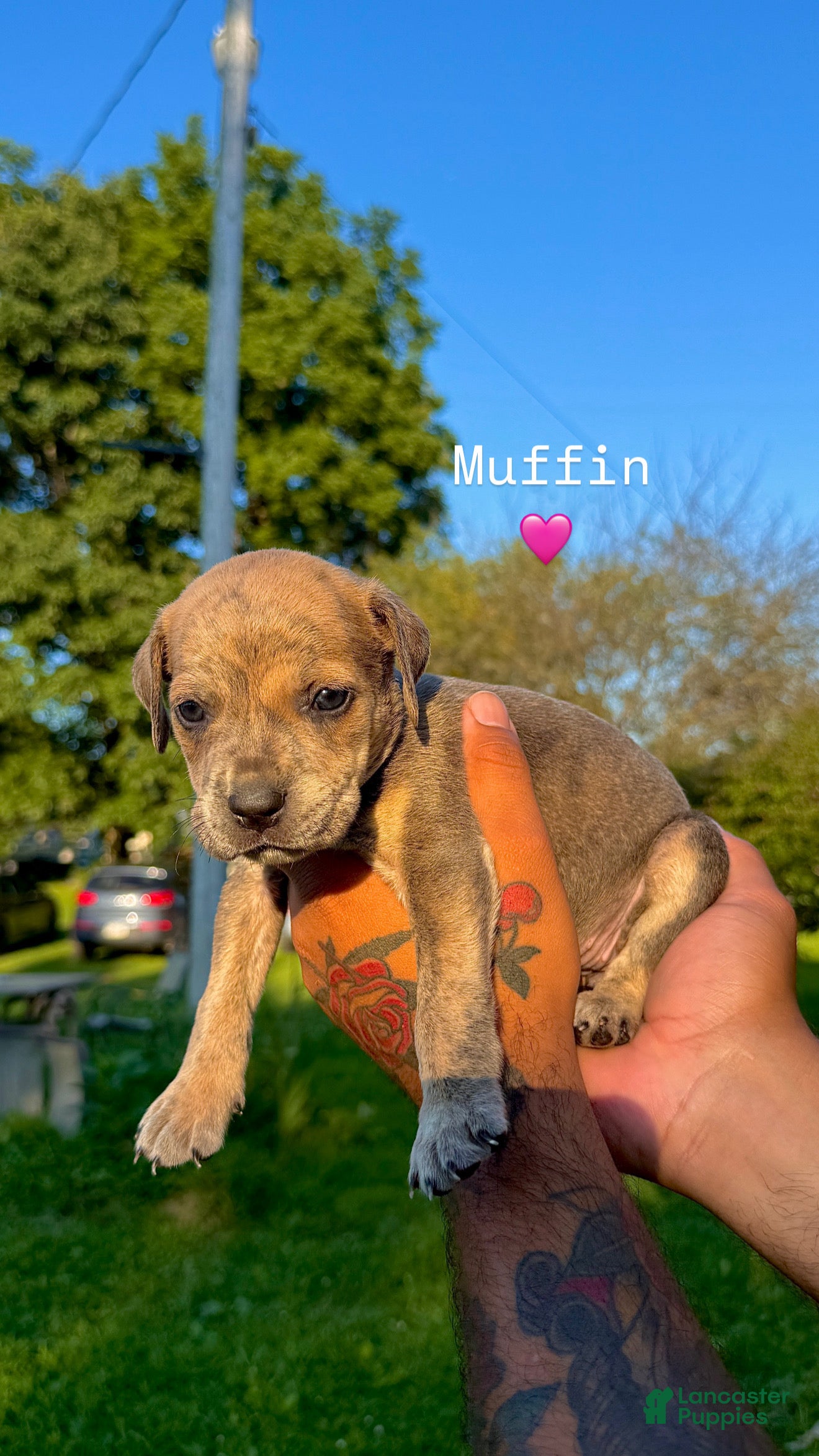 Mixed Breed dogs Mixed Breed 11 - Ad 12