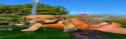 Mixed Breed dogs for sale: Mixed Breed 11 - Ad 1
