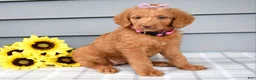 Labradoodle dogs for sale: Cassie - Ad 3